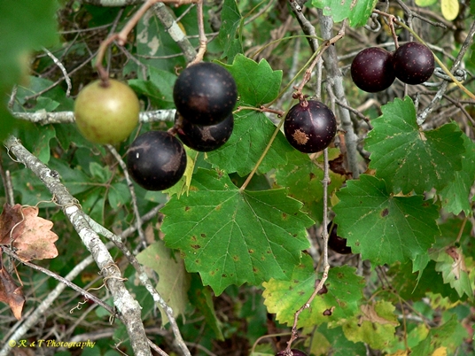 {Vitis rotundifolia}